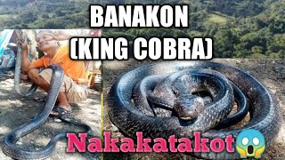 VENOMOUS SNAKEBANAKON OR KING COBRA [upl. by Maddox]