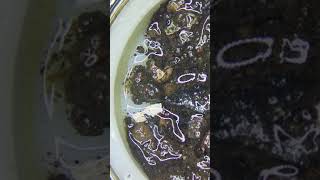 Getting tap water under the microscope [upl. by Sorensen636]