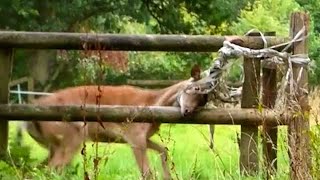 Rescues Only Had 30 Minutes To Save This Deer  The Dodo [upl. by Resneps]