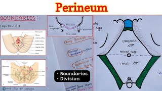 Perineum 16  Boundaries  Divisions [upl. by Ahsemed]