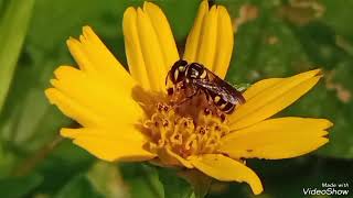 SPIDER INSECT GRASSHOOER SMALL BUTTERFLY AND MILLIPEDE CATERPILLAR [upl. by Bernadette]