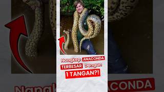 Nangkep Anaconda Terbesar Dengan 1 Tangan shorts [upl. by Lleruj]