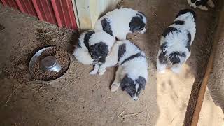 Karakachan puppies quotLGDquot [upl. by Ettesil]