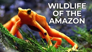 World of the Wild  Episode 1 The Amazon Rainforest  Free Documentary Nature [upl. by Nue]