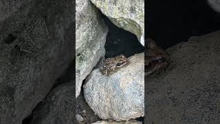 One of the many Baby Frogs Living at the Bottom of my Garden [upl. by Rogovy]