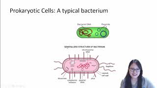 Chapter 13c  Prokaryotes  Cambridge ALevel 9700 Biology [upl. by Eceerahs698]