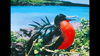 Birds of the Galapagos  1970 [upl. by Selim]