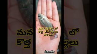 చెరువు లో కొత్త చేపలూ 🐟 New fishes in the Pond  ytshorts fishpond village fishes konaseema [upl. by Stokes]