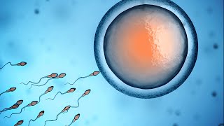 Human Physiology  Fertilization and Implantation [upl. by Tenej]