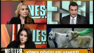 KÖPEK DÖVÜŞLERİ VAHŞETİ  KanalTürk  Part 2 [upl. by Fezoj]