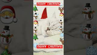 christmas merrychristmas christmassongs cat animals 𝓜𝓮𝓻𝓻𝔂 𝓬𝓻𝓲𝓼𝓽𝓶𝓪𝓼 [upl. by Keily]