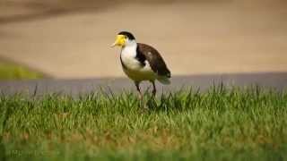 Masked Lapwing Masked Plover formerly Spurwinged Plover Vanellus miles  Maskenkiebitz 5 [upl. by Rendrag140]