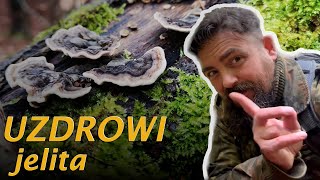 Trametes versicolor  Wrośniak różnobarwny  mocarz wśród grzybów leczniczych [upl. by Ecyar379]