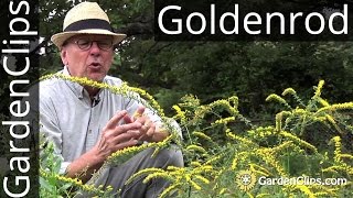 Goldenrod  Solidago rugosa Fireworks  How to grow Goldenrod  A weed thats gaining in popularity [upl. by Adnolor796]