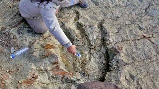 Encuentran una huella de un metro de ancho de un dinosaurio gigante en Bolivia [upl. by Leiahtan]