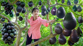 Harvesting American Avocado Go to Market Sell  Cook to Survive Seven Day  Built Brave New World [upl. by Duwe784]