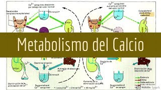 Regulación del Metabolismo del Calcio y Fosfato [upl. by Steinway]