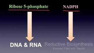 Pentose Phosphate Pathway [upl. by Suivatnad]