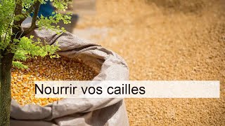 Conseils pratiques pour nourrir vos cailles  guide complet [upl. by Ecnirp]