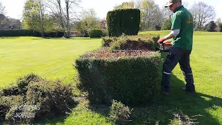 Hedge RENOVATION Part 2 on this Lonicera Hedge [upl. by Lunt]