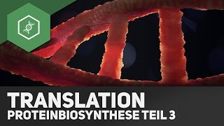 Die Translation  Proteinbiosynthese Teil 3 [upl. by Oren828]