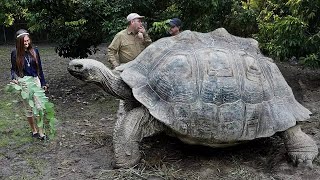 Most Amazing Biggest Turtles in the World [upl. by Gerc]