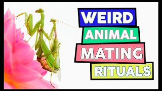 Top 10 Animals With The Most Unusual Mating Tactics ➡ Weird Animal Mating Rituals [upl. by Ymar]