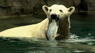 Polar Bear Feeding FrenzyCincinnati Zoo [upl. by Dihsar816]