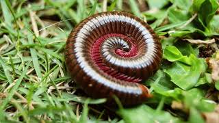 Subphylum Myriapoda Part 2 Diversity of Centipedes and Millipedes [upl. by Muiram]