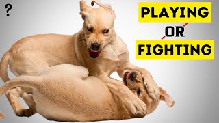 Why Your Dog Loves Rough Play The Surprising Benefits [upl. by Arytal]