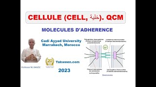 Cellule Molécules dadhérence QCM Adhérences cellulecellule et cellulematrice extracellulaire [upl. by Holzman]