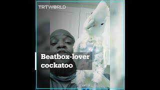 Cockatoo dances to beatbox [upl. by Akiehs437]