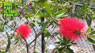 The Lemon bottlebrush  Callistemon citrinus Citrusscented leaves  Striking red flowers [upl. by Elisabeth]