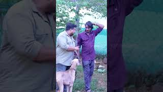 காலைல வாங்க குட்டியோட இருக்கும் 😂 Pet Shop Prank  Katta Erumbu [upl. by Atnahc]