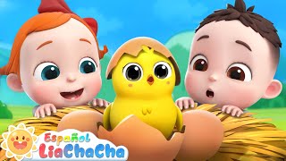 Pollito Dónde Estás  Familia Dedo  LiaChaCha en Español  Canciones Infantiles [upl. by Eulalee]