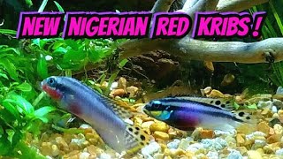 Nigerian Red Kribensis Pairing Off For Life  Breeding Cichlid Pelvicachromis Taeniatus Nigeria Red [upl. by Dodie]