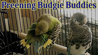 Budgies Preening and Scratching [upl. by Eico]