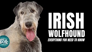 Irish Wolfhound Dogs 101  Everything You Need To Know [upl. by Jany5]