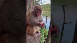 Eat mangosteen in April Monkeys Cute Plan [upl. by Pengelly]