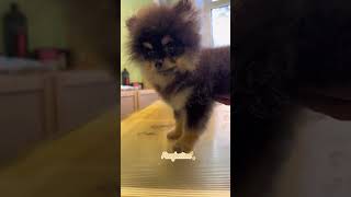 Unbelievable how sweet the Puppy is during grooming puppy dog grooming [upl. by Howlend]