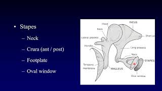 Temporal Bone Anatomy 1 [upl. by Kursh26]