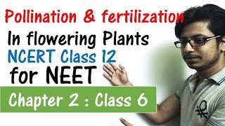 Pollination and fertilization in flowering plants class 12 NCERT  Class 12 biology for NEET [upl. by Mcwherter177]