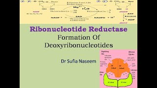 Ribonucleotide Reductase amp Synthesis of Deoxyribonucleotides [upl. by Nandor]