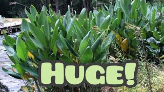 Giant Hardy Water Canna [upl. by Galvan583]