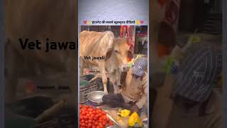 Ye video bina kuch bole bahut kuch baya kar rhi hai cow love saveanimals shorts struggle funny [upl. by Enier230]