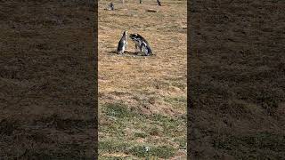 Magellanic Penguins Gossiping [upl. by Jervis]