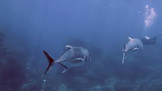 Liveaboard Similan Islands 2019  Richelieu Rock Day 3 [upl. by Gregoor]