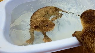 Otter Pet Home Animals Sweet Swimming Happy [upl. by Odnamla]