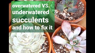 34 WHEN TO WATER SUCCULENTS overwatered VS underwatered and how to fix it [upl. by Kinemod]