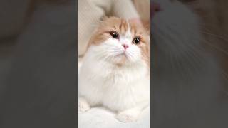 Attracting Cat Sound shorts trending cats [upl. by Atiloj]